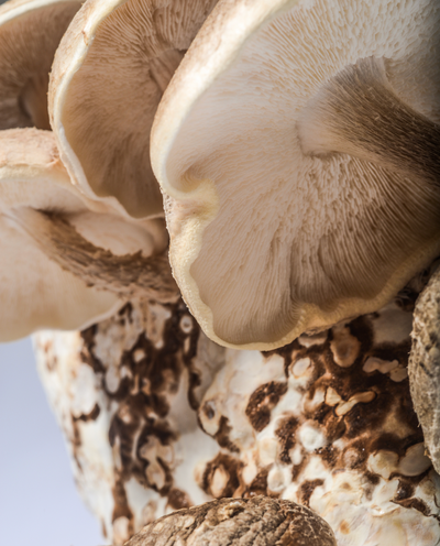 SHIITAKE AT HOME GROW MUSHROOM KIT