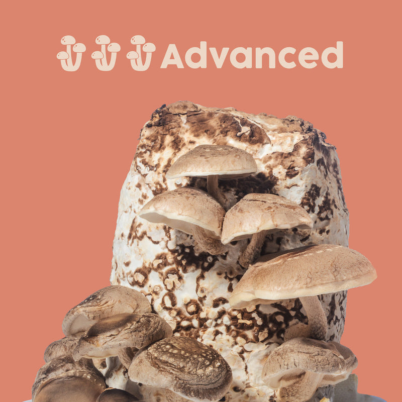 SHIITAKE AT HOME GROW MUSHROOM KIT